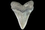 Serrated, Fossil Megalodon Tooth - South Carolina #93267-2